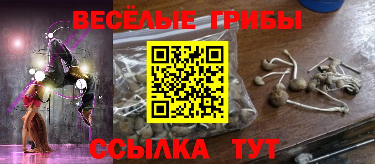 Галлюциногенные грибы Psilocybe Вологда