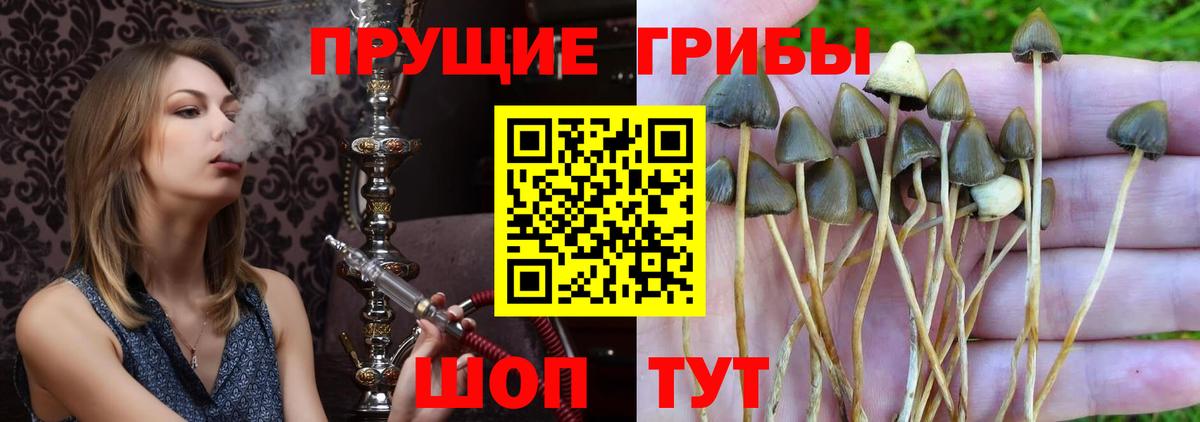 Псилоцибиновые грибы прущие грибы  Галлюциногенные грибы мухоморы  Вход с VPN  Вологда 